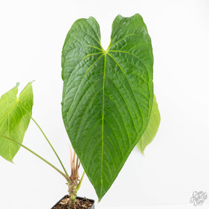 Anthurium 'Canal Queen' (Papillilaminum x Rugulosum) by Jay Vannini (wk19-M)