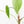 Anthurium 'Canal Queen' (Papillilaminum x Rugulosum) by Jay Vannini (wk19-M)