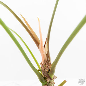 Anthurium 'Canal Queen' (Papillilaminum x Rugulosum) by Jay Vannini (wk19-M)