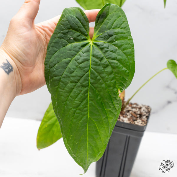 Anthurium Papillilaminum x Rugulosum ('Canal Queen') by Jay Vannini (wk46-S)