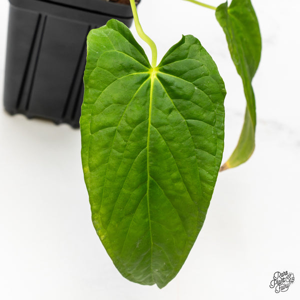 Anthurium Papillilaminum x Rugulosum ('Canal Queen') by Jay Vannini (wk46-S)