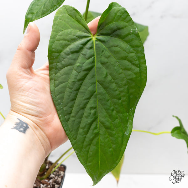 Anthurium Papillilaminum x Rugulosum ('Canal Queen') by Jay Vannini (wk46-S)