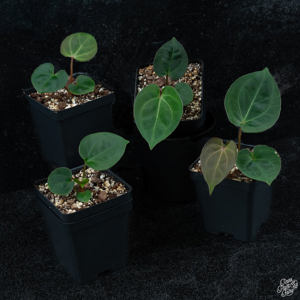 Anthurium 'King of Spades' x carlablackiae *Grower's Choice*