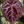 Anthurium Michelle '1' x Red Velvet Cake '24' by DocBlock® *Grower's choice*