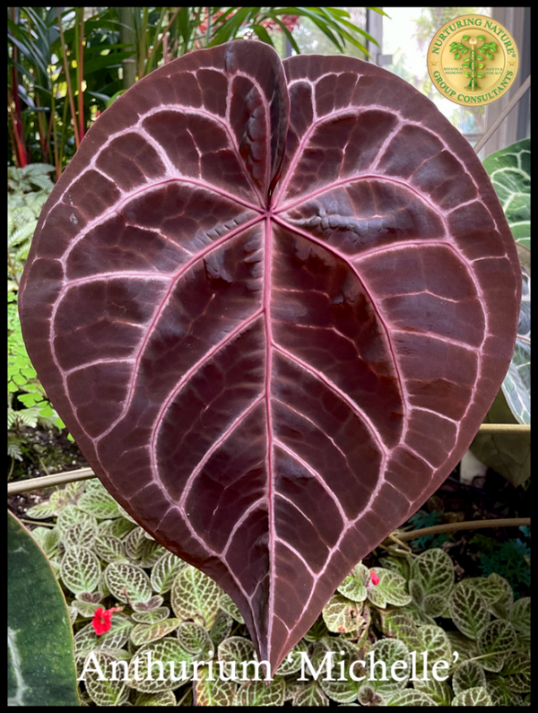 Anthurium Michelle '1' x Red Velvet Cake '24' by DocBlock® *Grower's choice*