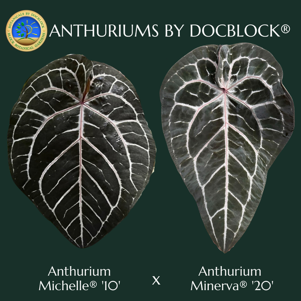 Anthurium Michelle '10' x Minerva '20' by DocBlock® *Grower's choice*