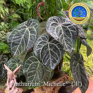Anthurium Michelle '1' x Red Velvet Cake '24' by DocBlock® *Grower's choice*