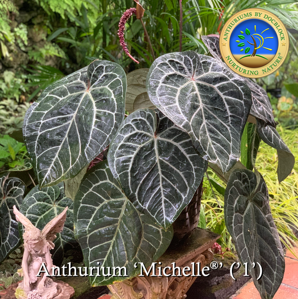 Anthurium Michelle '1' x Red Velvet Cake '24' by DocBlock® *Grower's choice*