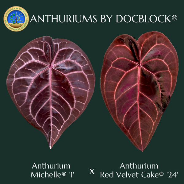 Anthurium Michelle '1' x Red Velvet Cake '24' by DocBlock® *Grower's choice*