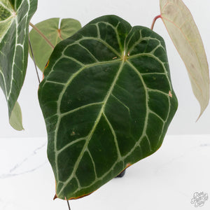 Anthurium NSE Red Crystallinum x Crystallinum Variegated (wk41-U39)
