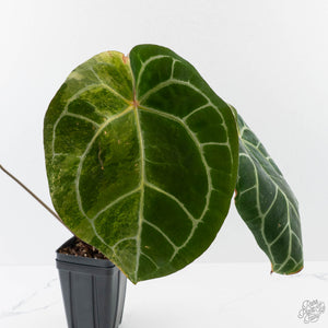 Anthurium NSE Red Crystallinum x Crystallinum Variegated (wk41-U39)