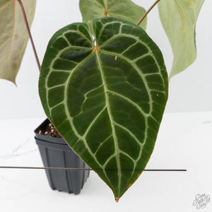 Anthurium NSE Red Crystallinum x Crystallinum Variegated (wk41-U39)