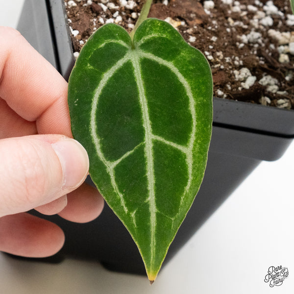Anthurium NSE Red Crystallinum x Crystallinum Variegated (wk49-UD)