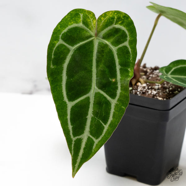 Anthurium NSE Red Crystallinum x Crystallinum Variegated (wk49-UD)