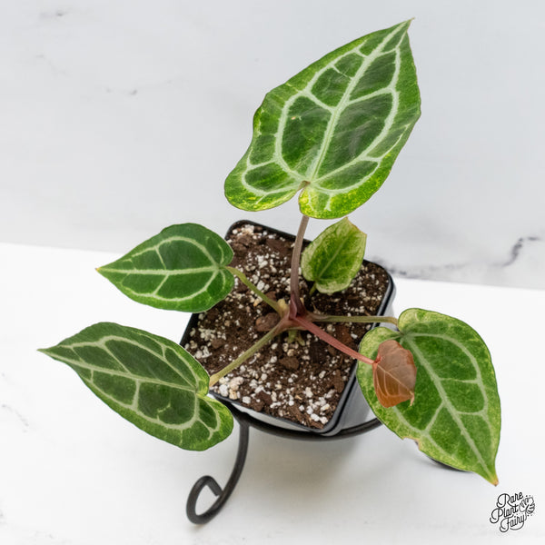 Anthurium NSE Red Crystallinum x Crystallinum Variegated (wk49-UD)