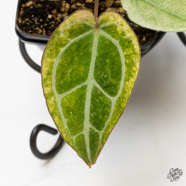 Anthurium NSE Red Crystallinum x Crystallinum Variegated (wk2-UB)
