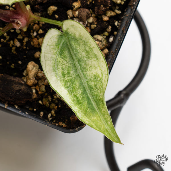 Anthurium NSE Red Crystallinum x Crystallinum Variegated (wk2-UB)