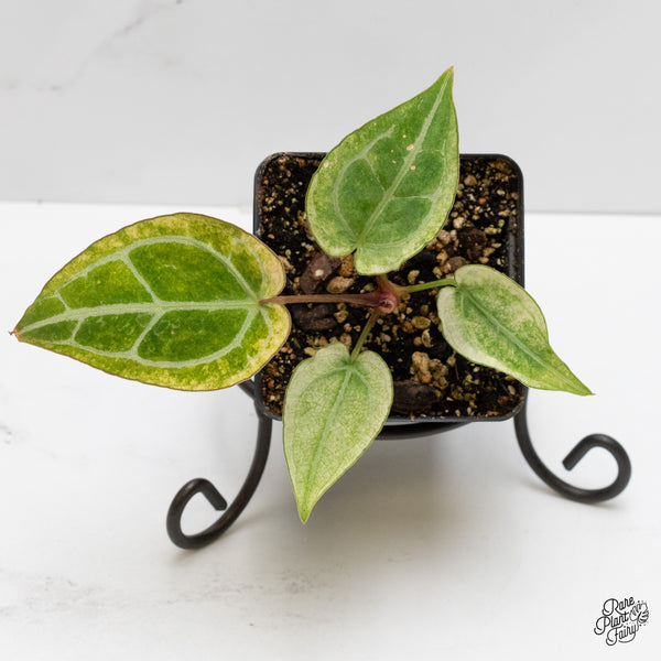 Anthurium NSE Red Crystallinum x Crystallinum Variegated (wk2-UB)