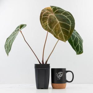 Anthurium NSE Red Crystallinum x Crystallinum Variegated (wk34-U39)
