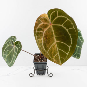 Anthurium NSE Red Crystallinum x Crystallinum Variegated (wk34-U39)