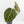 Anthurium NSE Red Crystallinum x Crystallinum Variegated (wk34-U39)