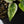 Anthurium NSE Red Crystallinum x Variegated Crystallinum (wk32-F)