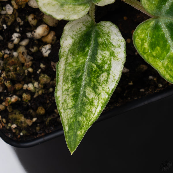 Anthurium NSE Red Crystallinum x Variegated Crystallinum (wk32-F)