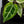 Anthurium NSE Red Crystallinum x Variegated Crystallinum (wk32-F)