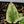 Anthurium NSE Red Crystallinum x Variegated Crystallinum (wk32-F)