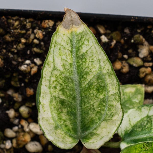 Anthurium NSE Red Crystallinum x Variegated Crystallinum (wk32-F)