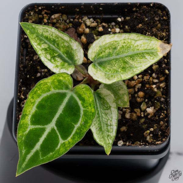 Anthurium NSE Red Crystallinum x Variegated Crystallinum (wk32-F)