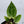 Anthurium NSE Red Crystallinum x Variegated Crystallinum (wk34-I)
