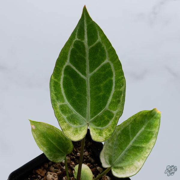 Anthurium NSE Red Crystallinum x Variegated Crystallinum (wk34-I)