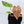 Anthurium NSE Red Crystallinum x Variegated Crystallinum (wk34-I)