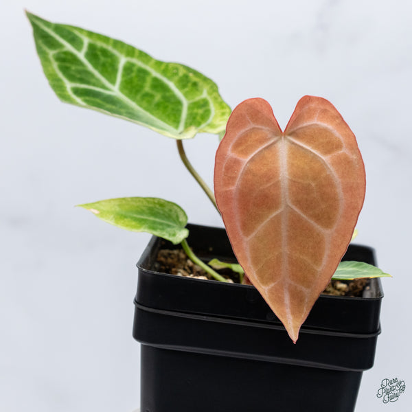 Anthurium NSE Red Crystallinum x Variegated Crystallinum (wk34-I)