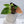 Anthurium NSE Red Crystallinum x Variegated Crystallinum (wk34-I)