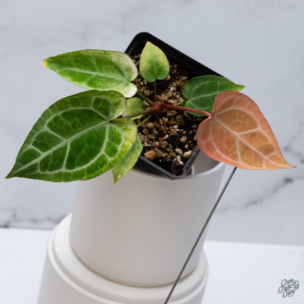 Anthurium NSE Red Crystallinum x Variegated Crystallinum (wk34-I)
