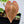 Anthurium NSE Red Crystallinum x Variegated Crystallinum (wk34-I)