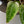 Anthurium NSE Red Crystallinum x Variegated Crystallinum (wk34-I)