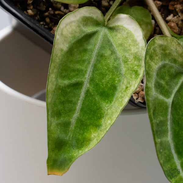 Anthurium NSE Red Crystallinum x Variegated Crystallinum (wk34-I)