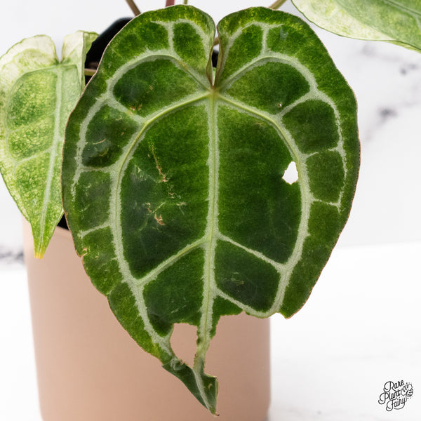 Anthurium NSE Red Crystallinum x Variegated Crystallinum (wk37-B)