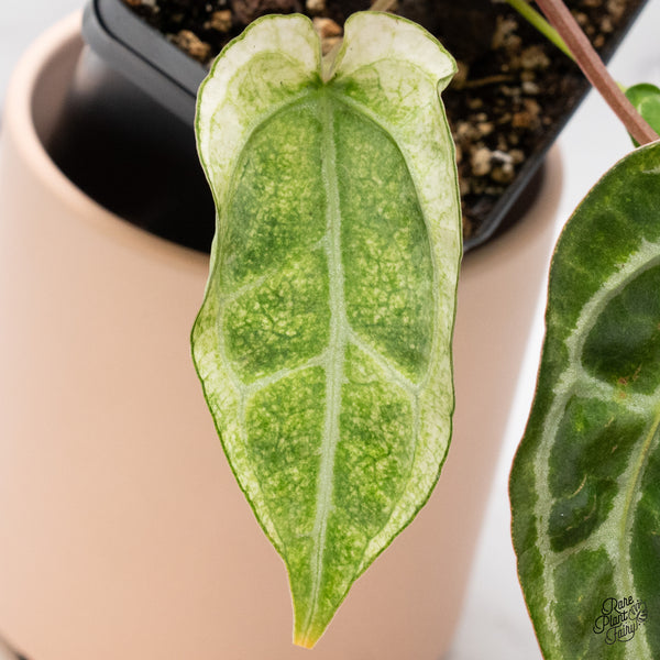 Anthurium NSE Red Crystallinum x Variegated Crystallinum (wk37-B)