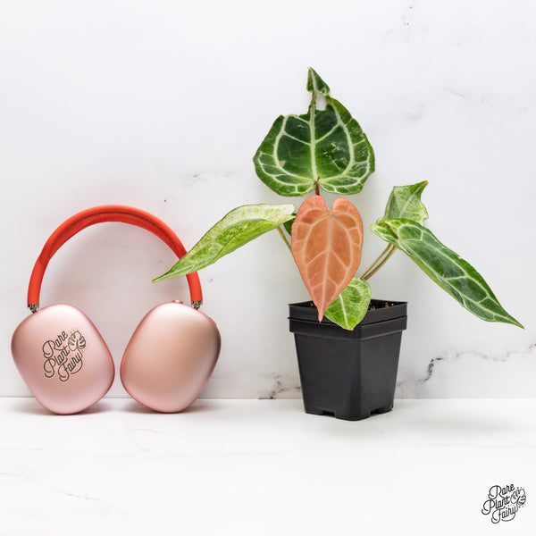 Anthurium NSE Red Crystallinum x Variegated Crystallinum (wk37-B)