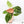 Anthurium NSE Red Crystallinum x Variegated Crystallinum (wk37-B)