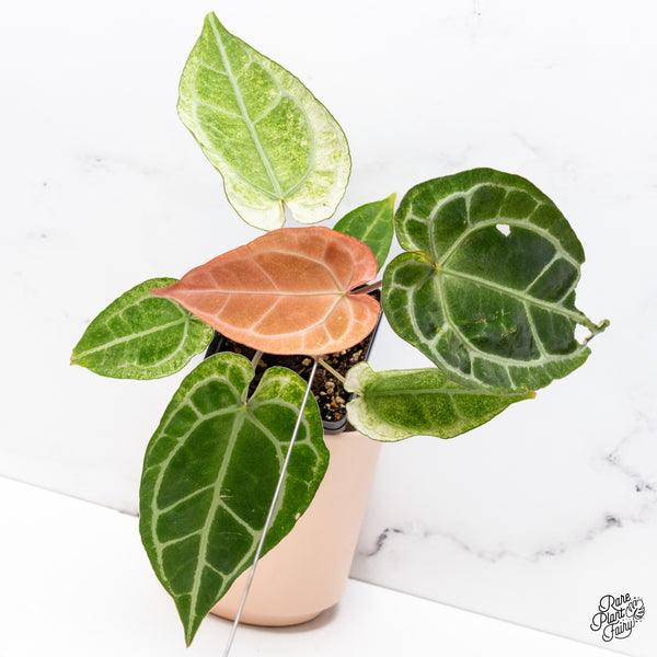 Anthurium NSE Red Crystallinum x Variegated Crystallinum (wk37-B)