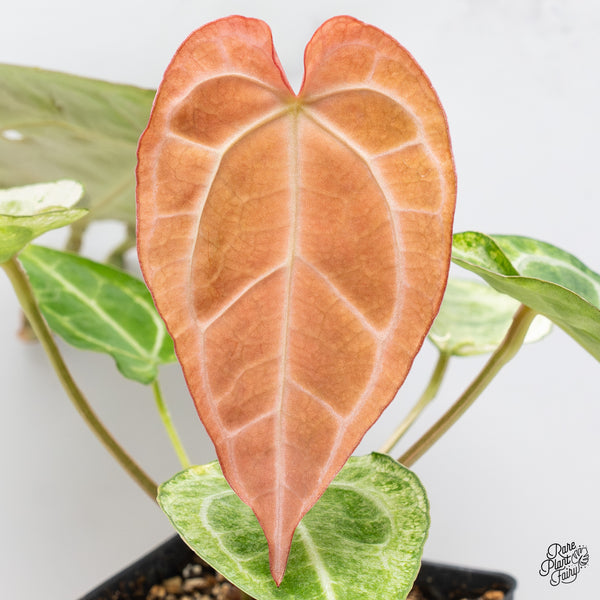 Anthurium NSE Red Crystallinum x Variegated Crystallinum (wk37-B)