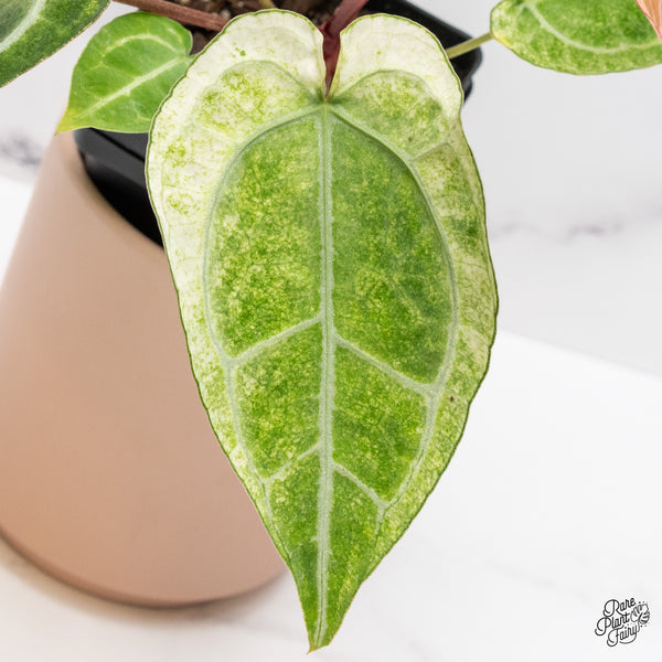 Anthurium NSE Red Crystallinum x Variegated Crystallinum (wk37-B)