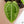 Anthurium NSE Red Crystallinum x Variegated Crystallinum (wk37-B)