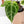 Anthurium NSE Red Crystallinum x Variegated Crystallinum (wk37-B)