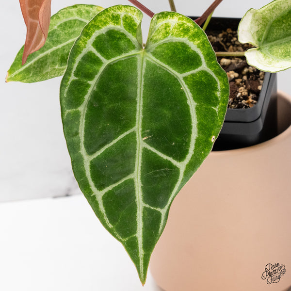 Anthurium NSE Red Crystallinum x Variegated Crystallinum (wk37-B)